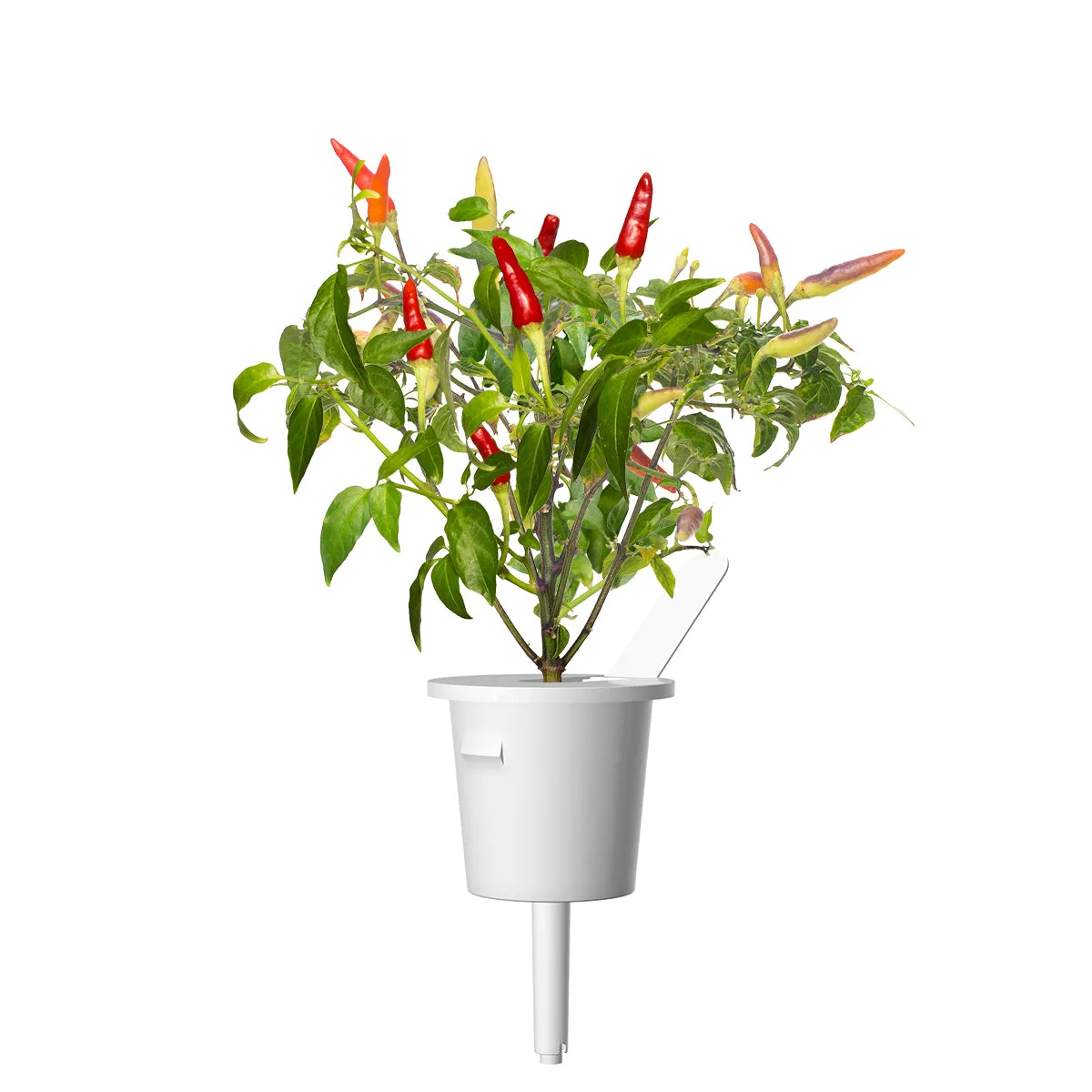 Click and Grow Red Hot Chili κάψουλες καυτερής πιπεριάς 3 τεμ