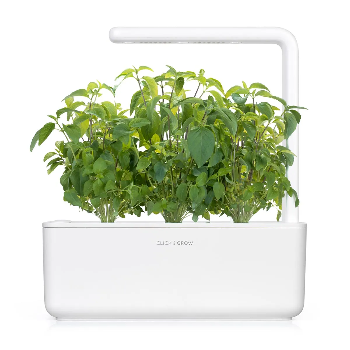 Click and Grow Thai Basil κάψουλες φυτών 3 τεμαχίων γλυκό