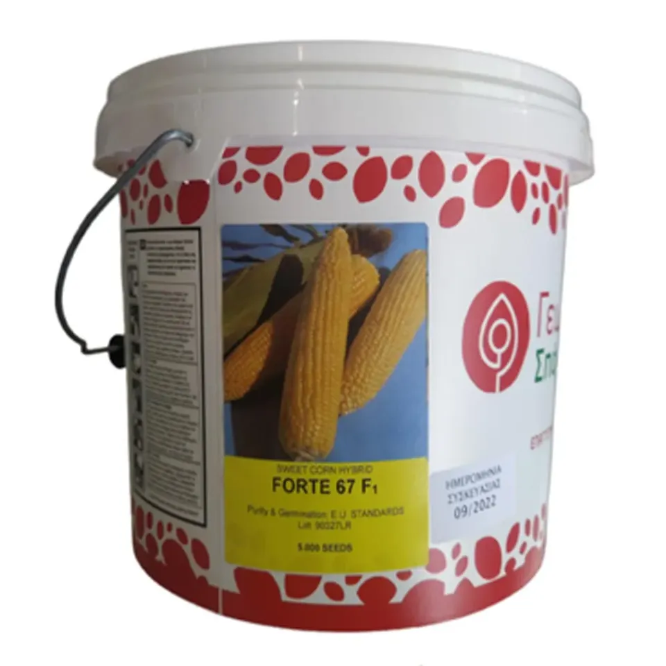 MyAgroMarket Forte 67 F1 καλαμπόκι γλυκό 40 σπόροι