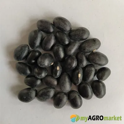 MyAgroMarket Starazagorski σπόροι φασολιού 65gr μαύρο καθιστό