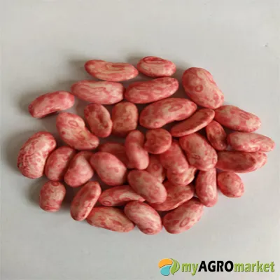 MyAgroMarket Trebona σπόροι φασολιού αναρριχώμενου 25gr πρώιμο