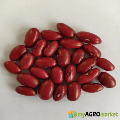 MyAgroMarket Garrafal enana σπόροι φασολιού ζαργάνα καθιστό 20gr