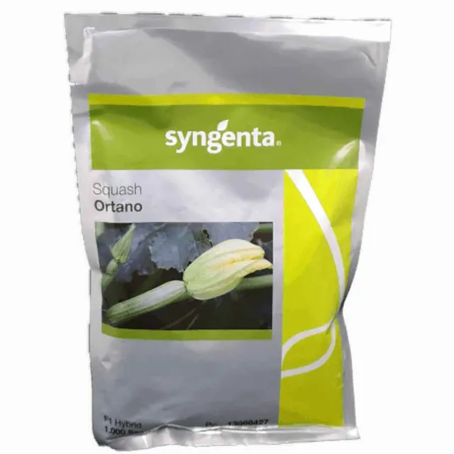 Syngenta Ortano F1 σπόροι κολοκύθι 1000 σπόροι ανθεκτικό