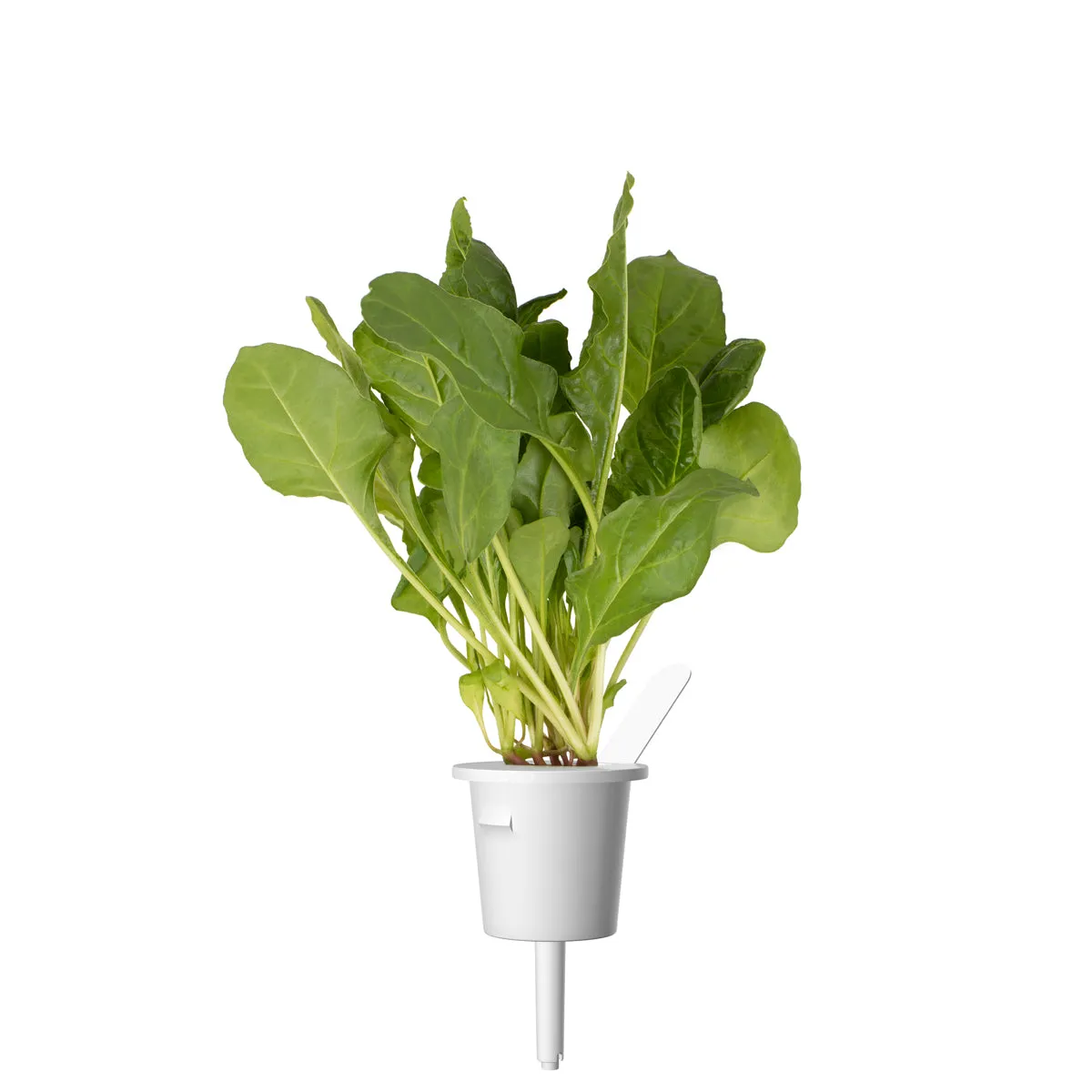 Click and Grow Green Chard κάψουλες φυτών 9-pack θρεπτικό