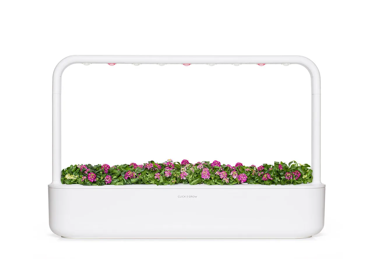 Click and Grow Sweet Alyssum κάψουλες φυτών 3 τεμ αρωματικό