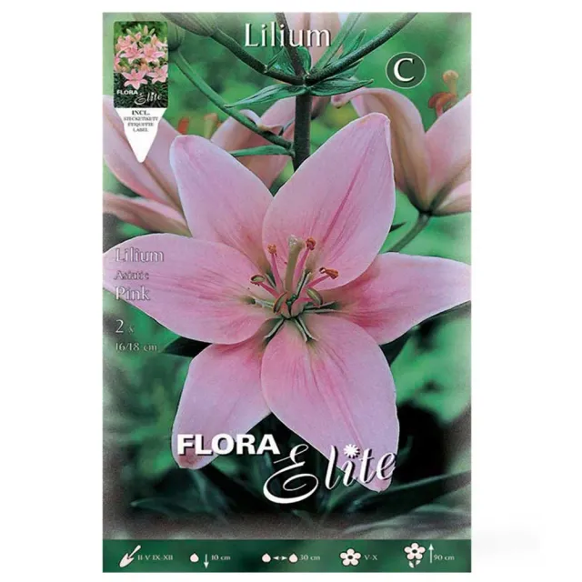 MyAgroMarket Asiatic Pink λίλιουμ ροζ 2 βολβοί αρωματικό