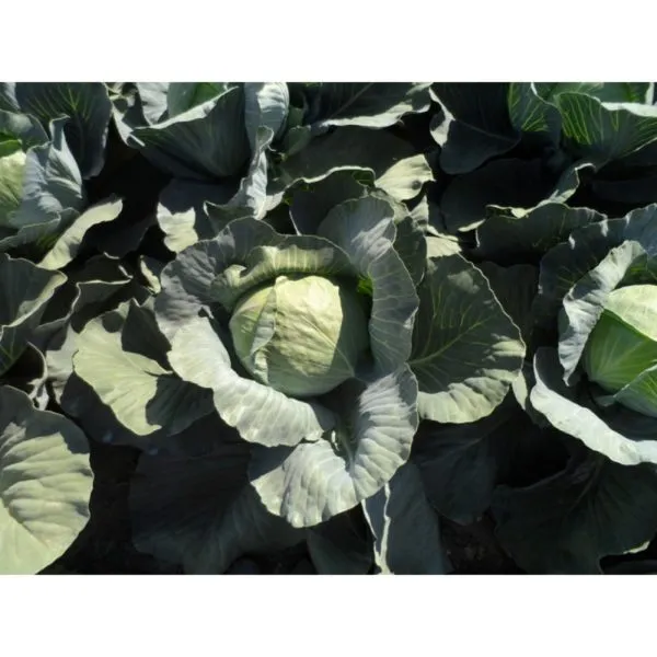 MyAgroMarket Alpha σπόροι λάχανου μαλακού 500gr μεσοπρώιμοι